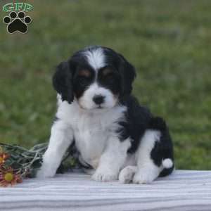 Harvey, Cavapoo Puppy